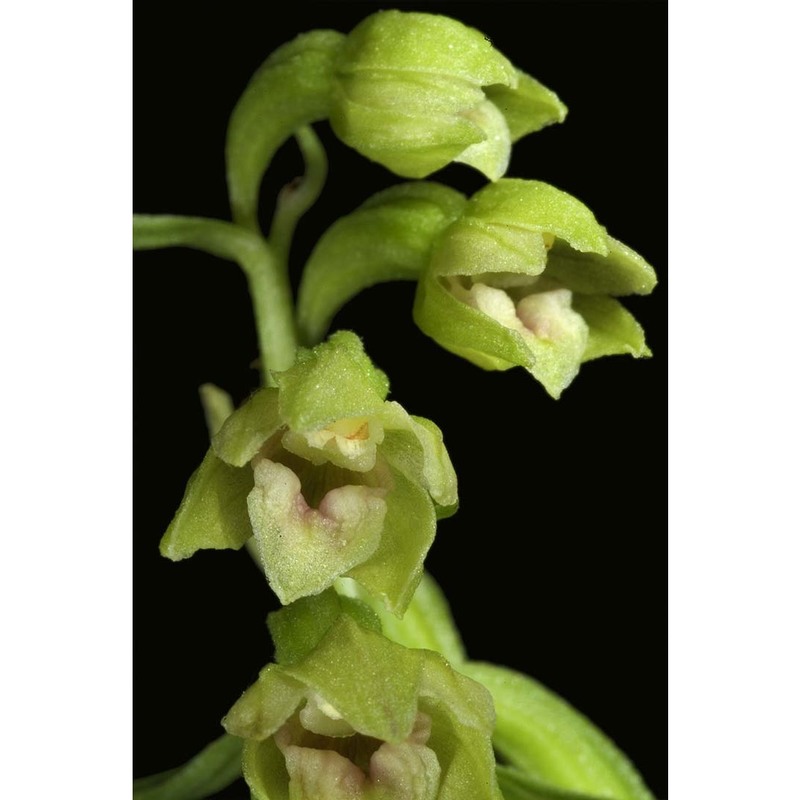 epipactis exilis p. delforge