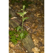 epipactis exilis p. delforge