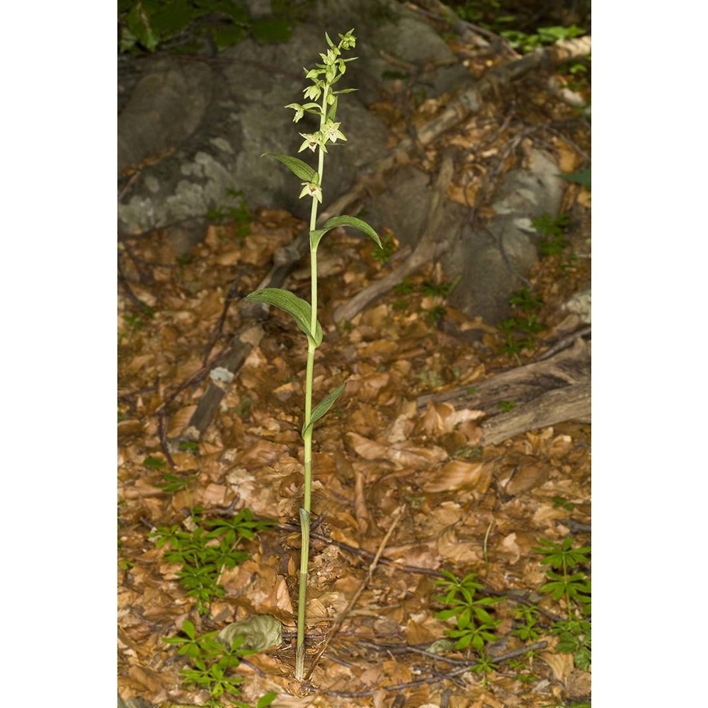 epipactis exilis p. delforge