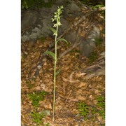 epipactis exilis p. delforge