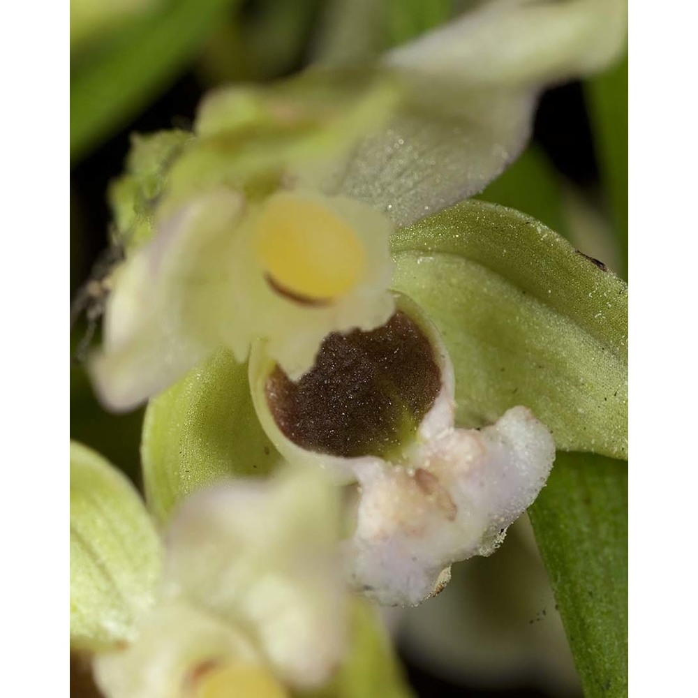 epipactis greuteri h. baumann et künkele