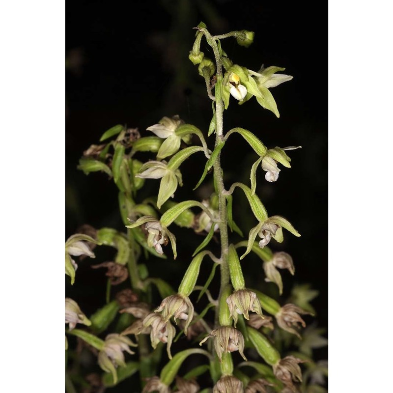 epipactis greuteri h. baumann et künkele