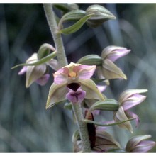 epipactis helleborine (l.) crantz