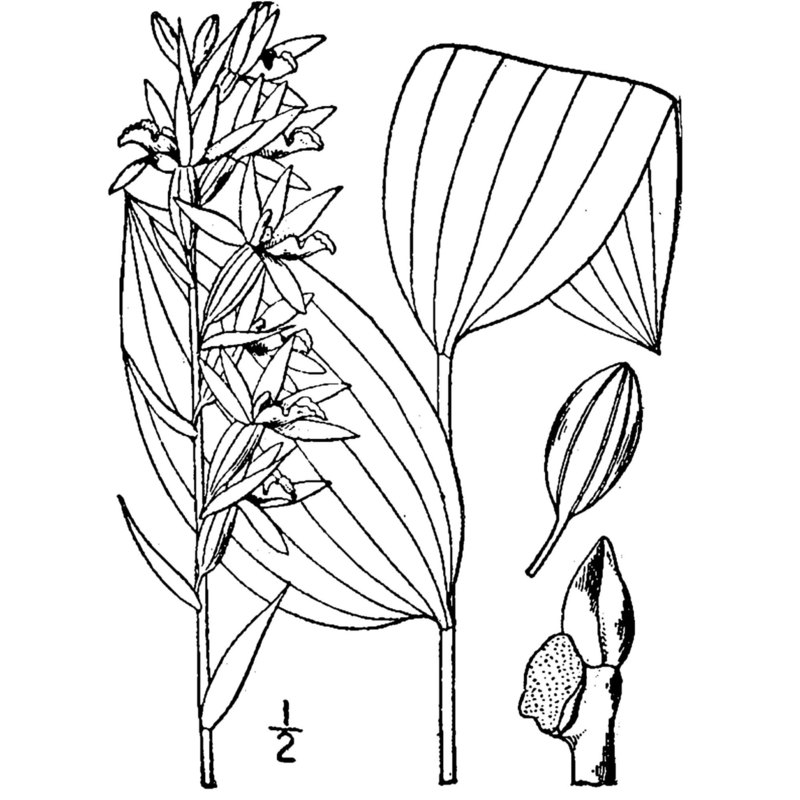 epipactis helleborine (l.) crantz