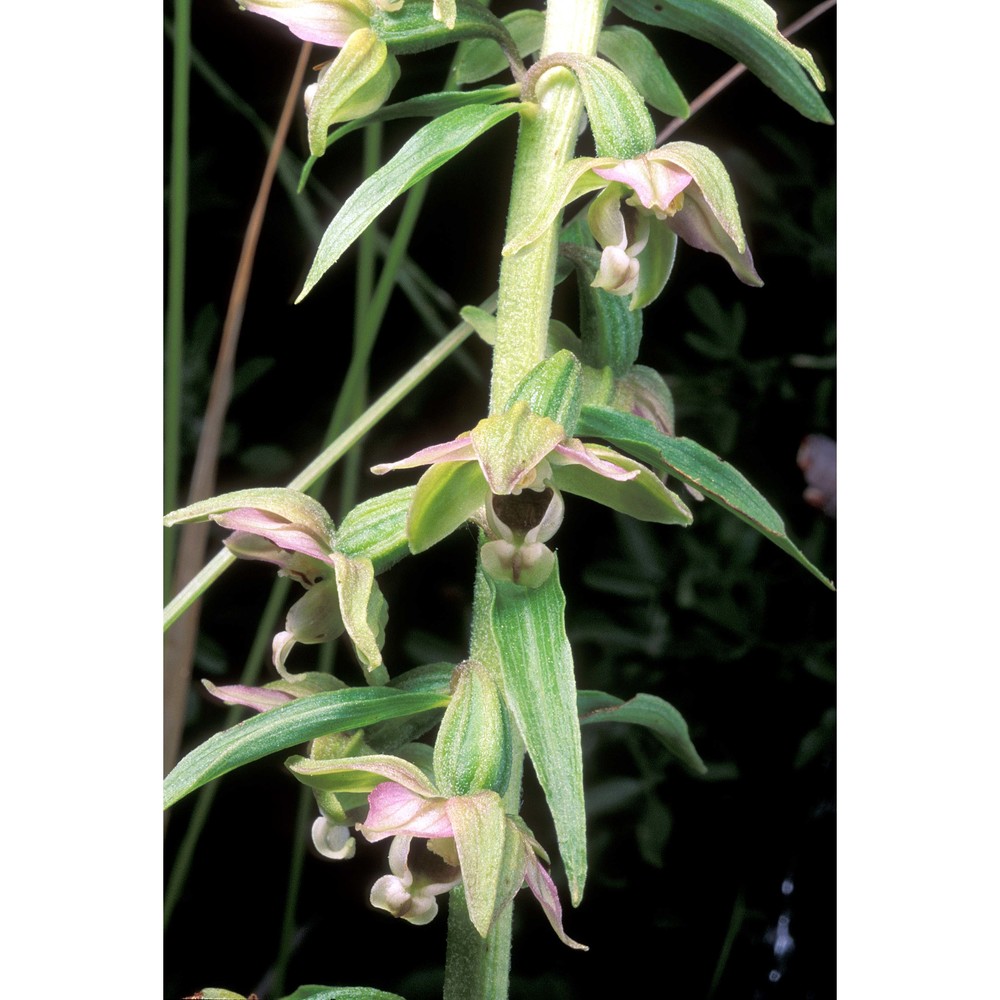 epipactis helleborine (l.) crantz