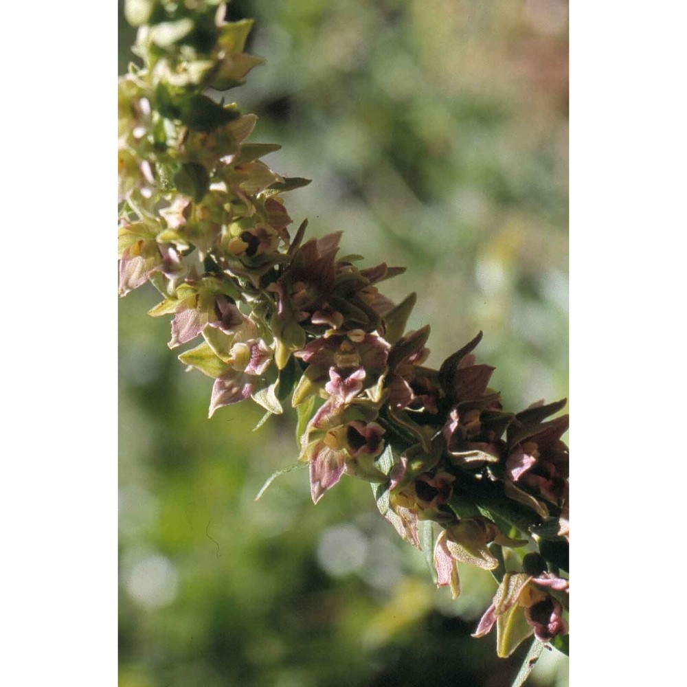 epipactis helleborine (l.) crantz