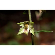 epipactis ioessa bongiorni, de vivo, fori et romolini