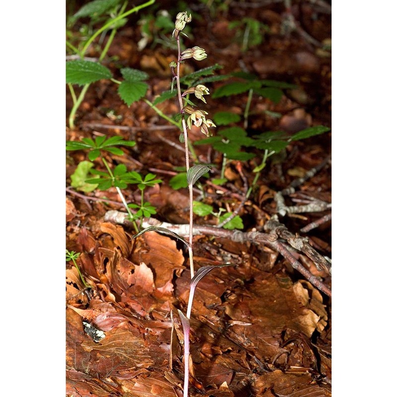 epipactis ioessa bongiorni, de vivo, fori et romolini