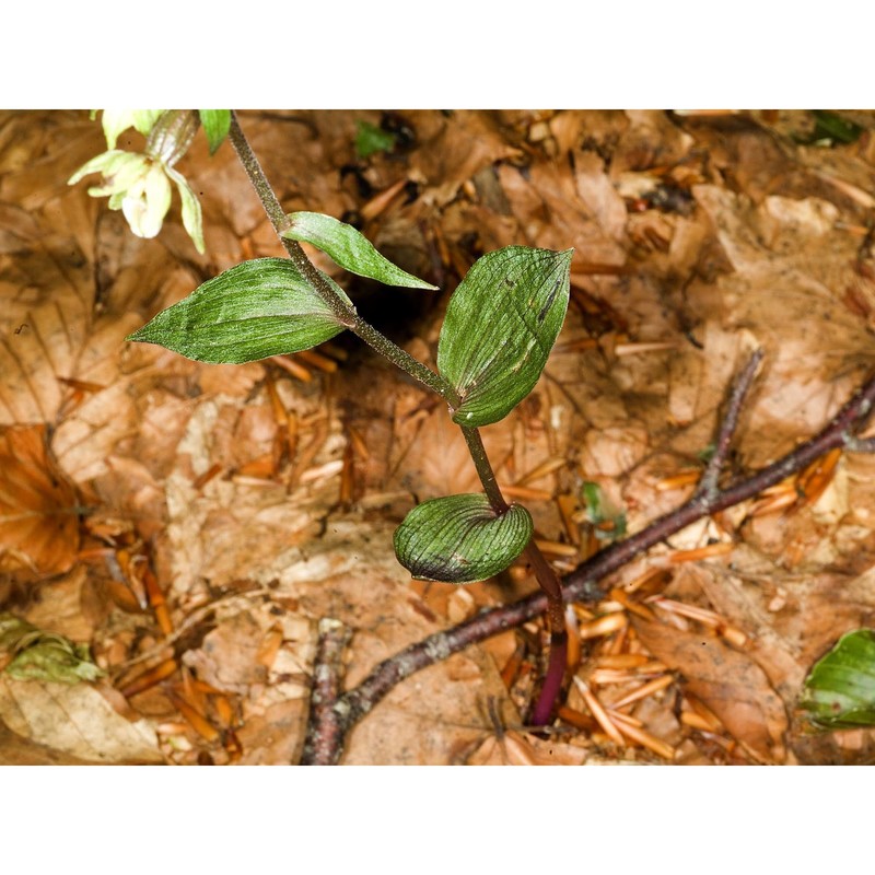 epipactis ioessa bongiorni, de vivo, fori et romolini