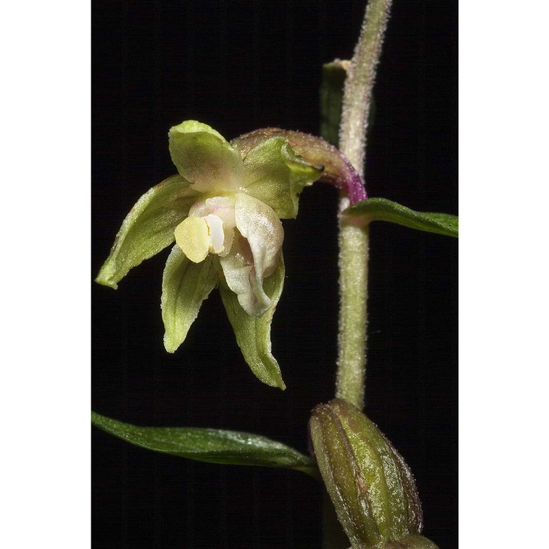 epipactis ioessa bongiorni, de vivo, fori et romolini
