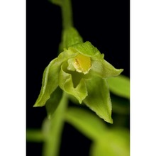 epipactis leptochila (godfery) godfery