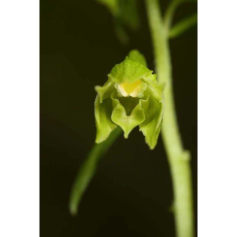 epipactis leptochila (godfery) godfery