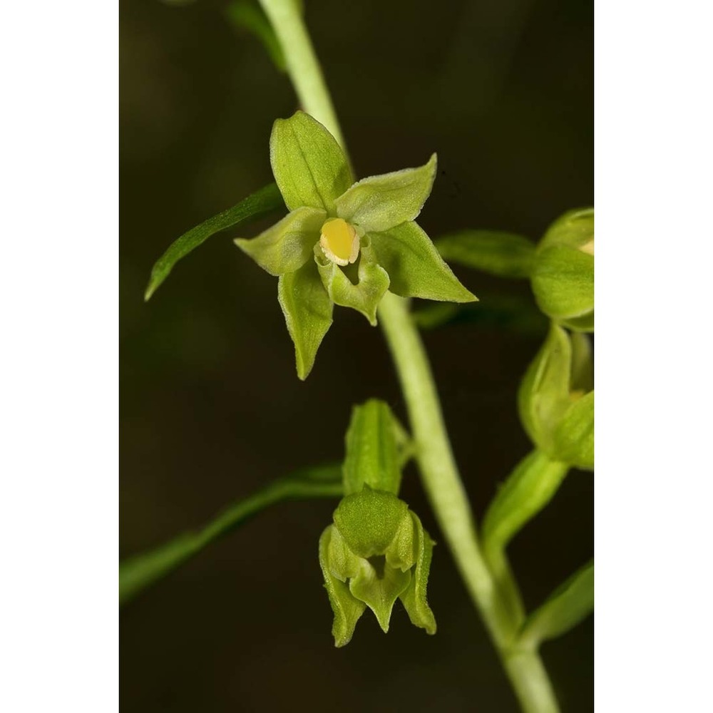 epipactis leptochila (godfery) godfery