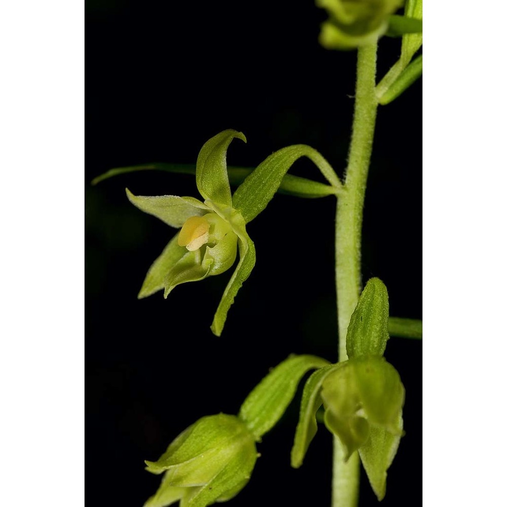 epipactis leptochila (godfery) godfery