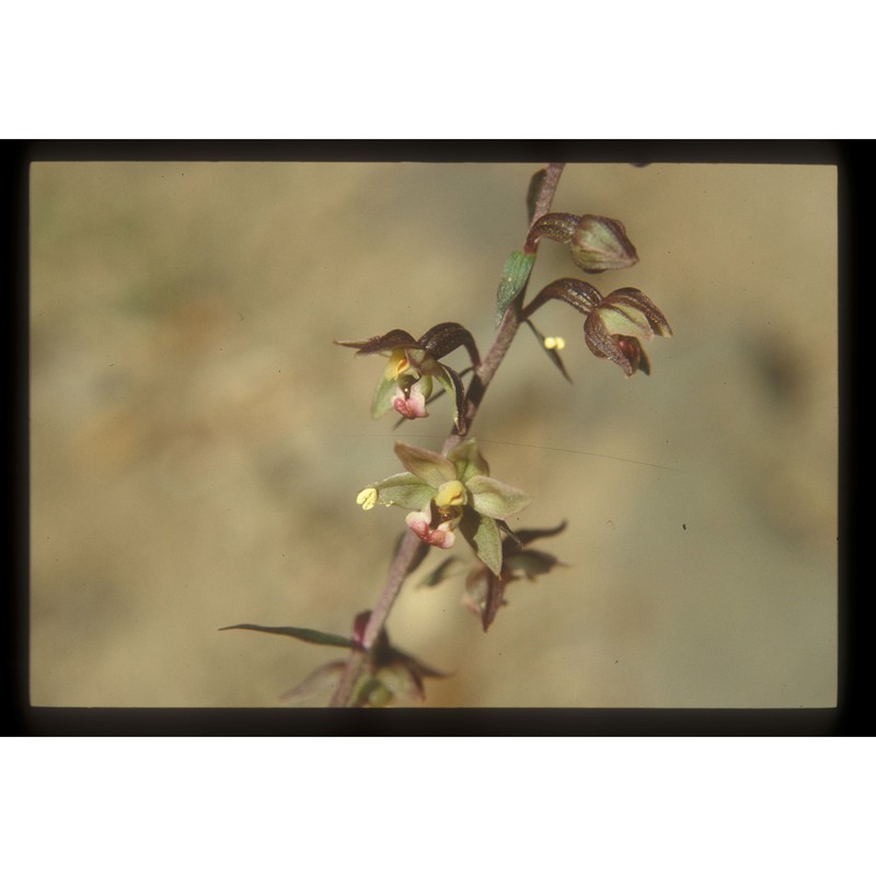 epipactis meridionalis h. baumann et r. lorenz