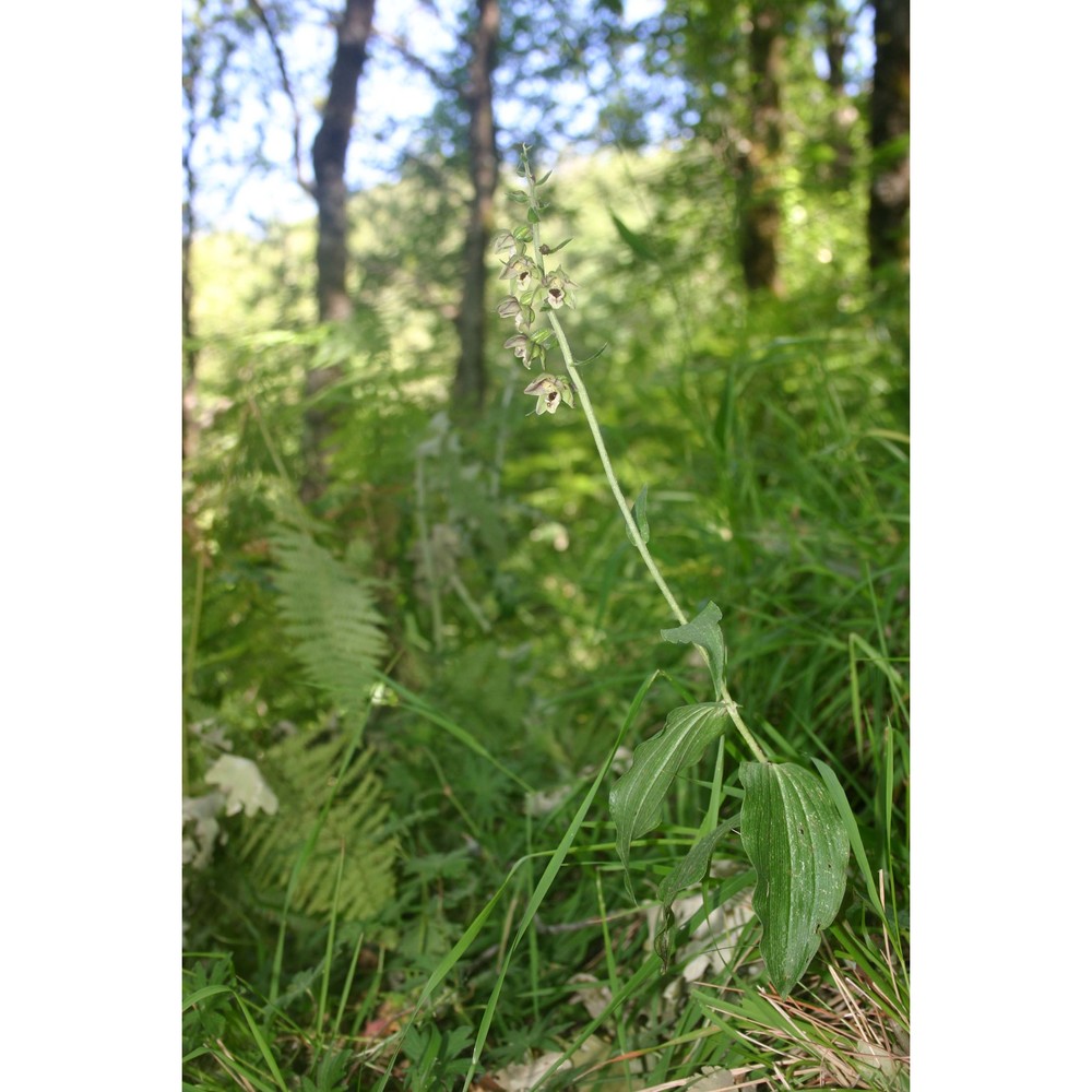 epipactis meridionalis h. baumann et r. lorenz