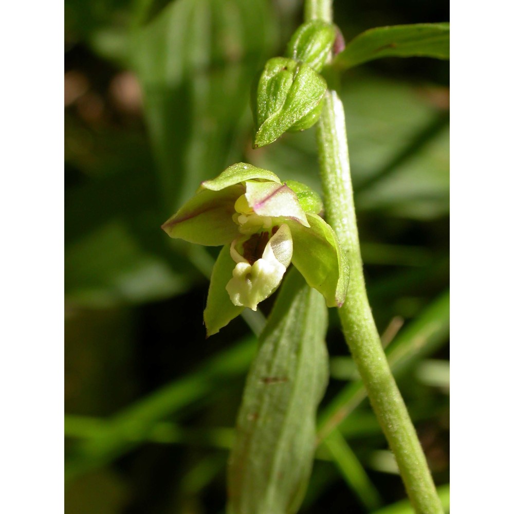 epipactis meridionalis h. baumann et r. lorenz