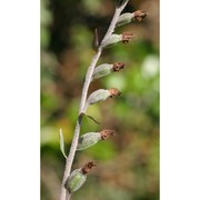 epipactis microphylla (ehrh.) sw.