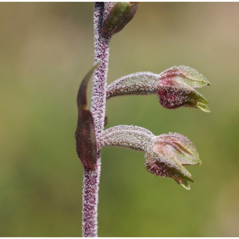 epipactis microphylla (ehrh.) sw.