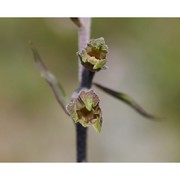 epipactis microphylla (ehrh.) sw.