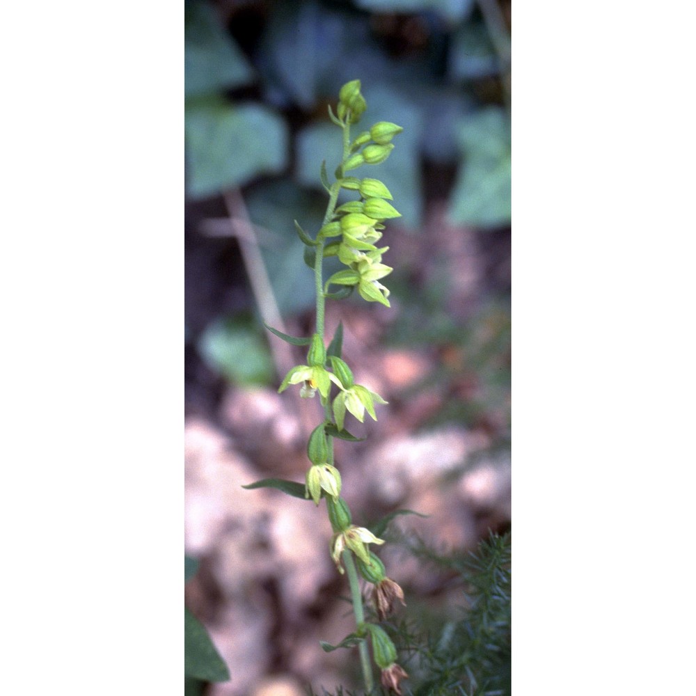 epipactis muelleri godfery