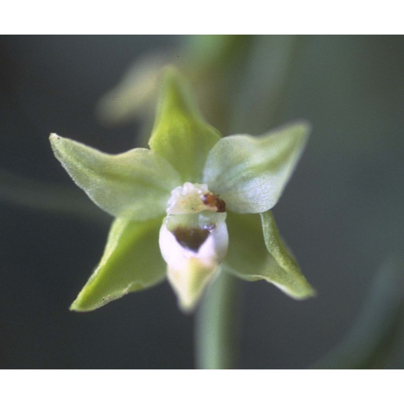 epipactis muelleri godfery