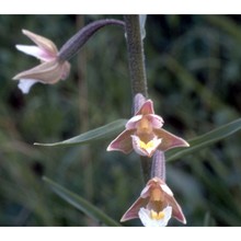 epipactis palustris (l.) crantz