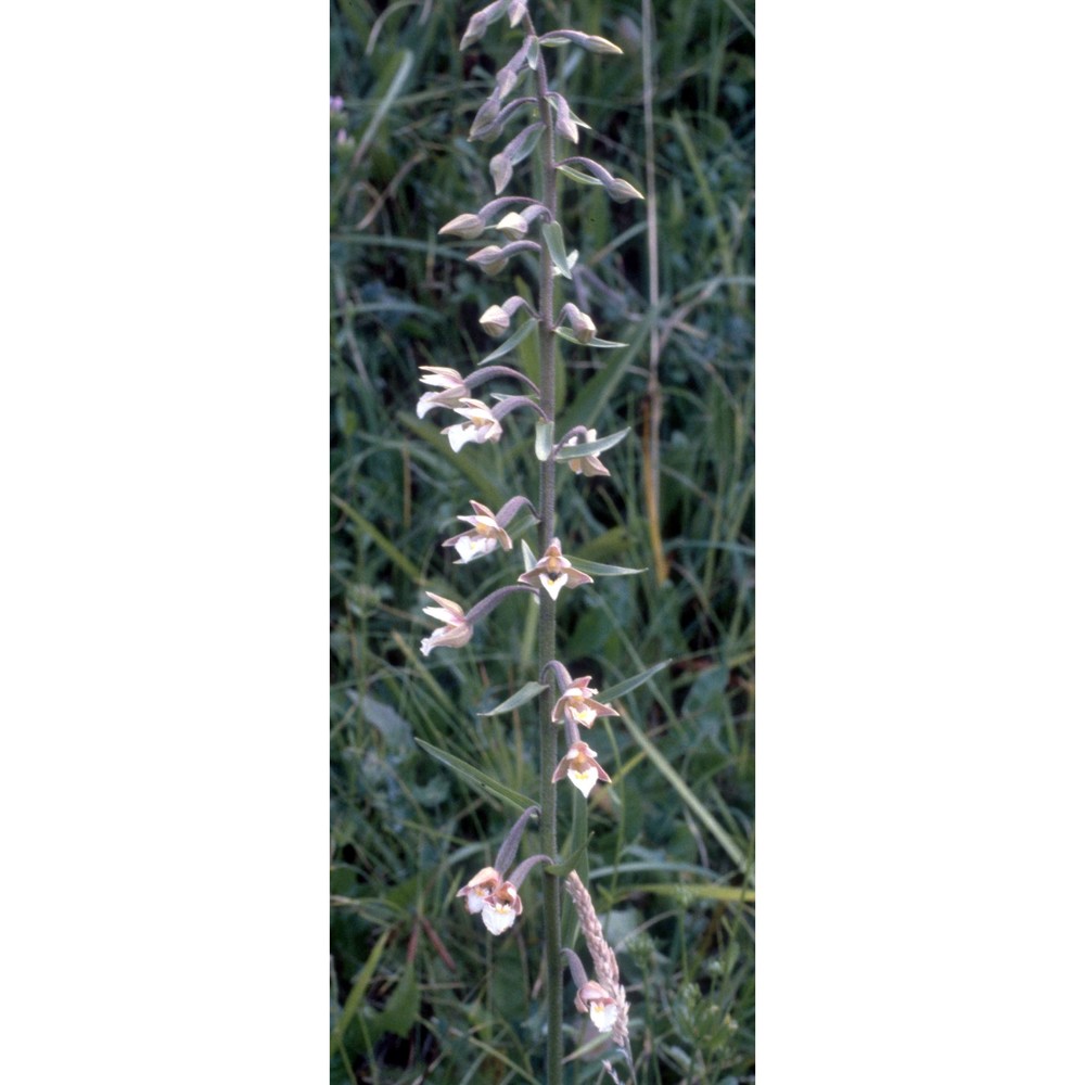 epipactis palustris (l.) crantz
