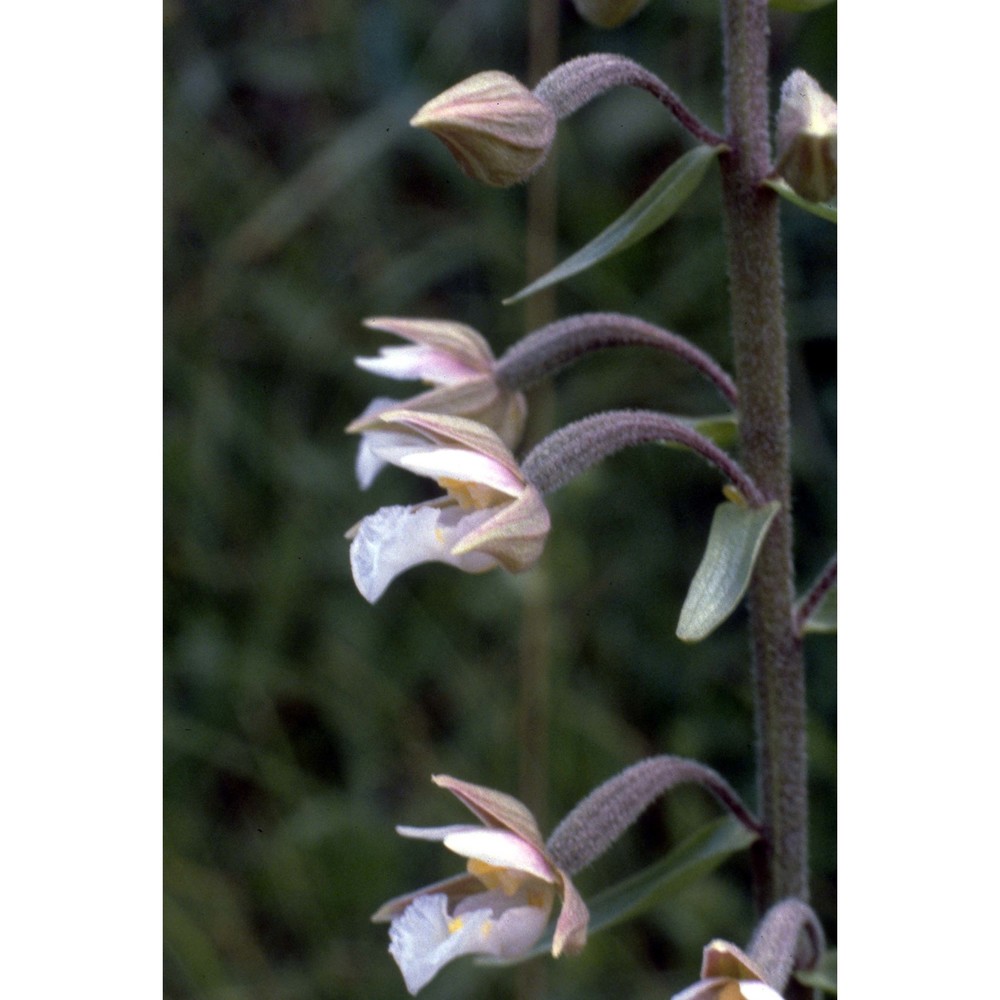 epipactis palustris (l.) crantz