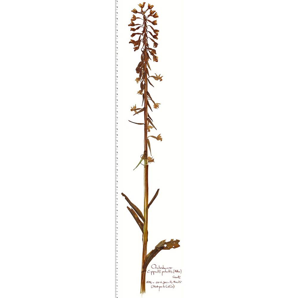 epipactis palustris (l.) crantz