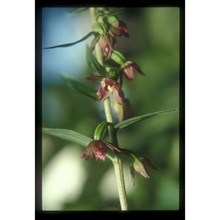 epipactis placentina bongiorni et grünanger