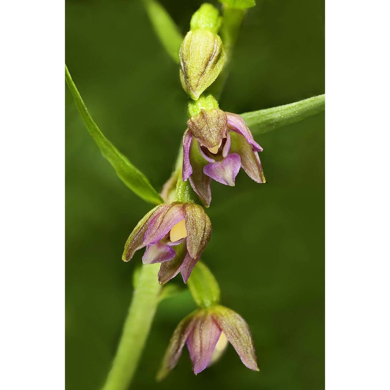 epipactis placentina bongiorni et grünanger