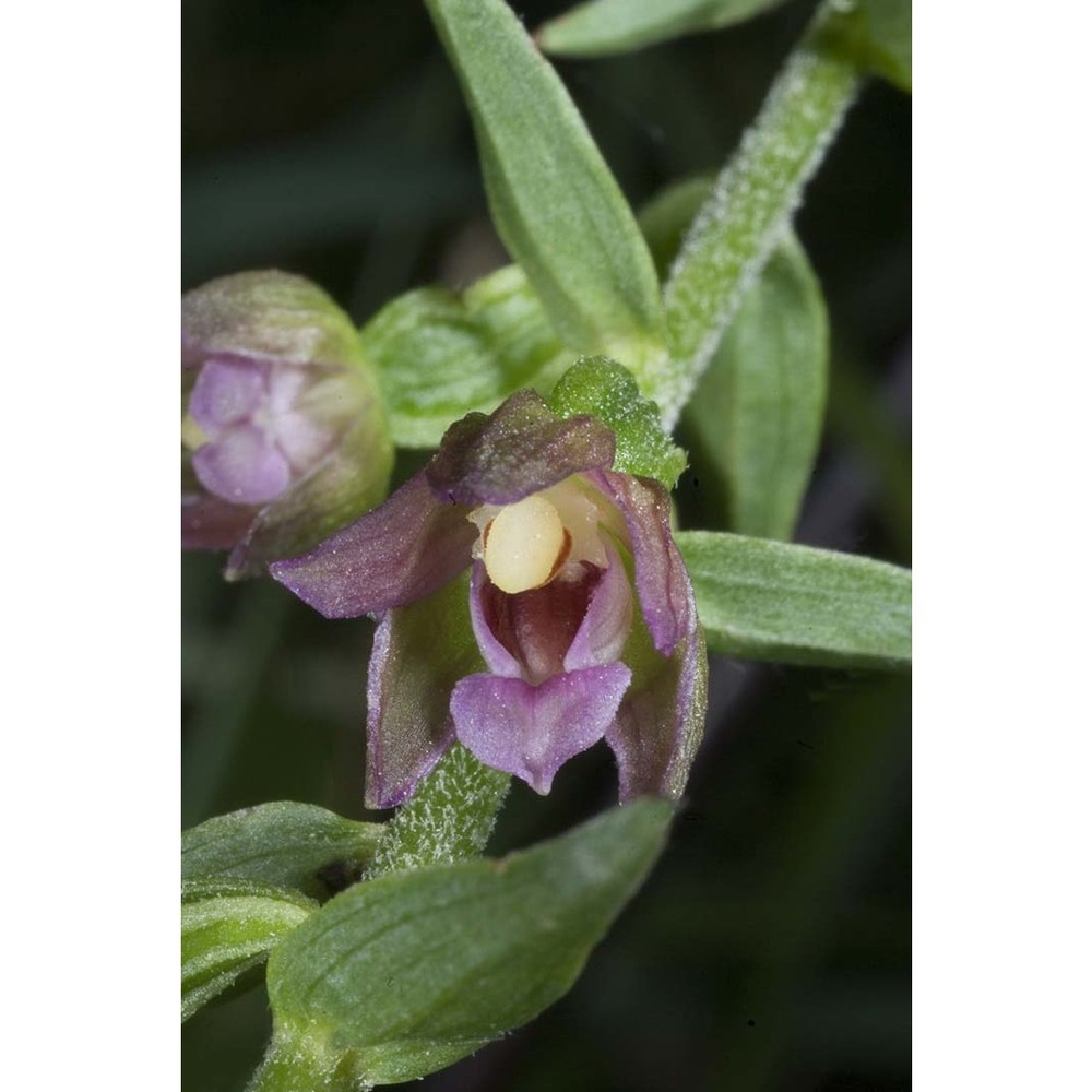 epipactis placentina bongiorni et grünanger