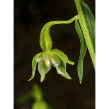 epipactis pontica taubenheim