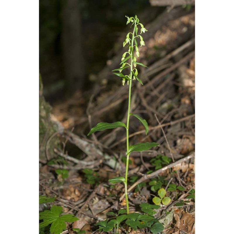 epipactis pontica taubenheim