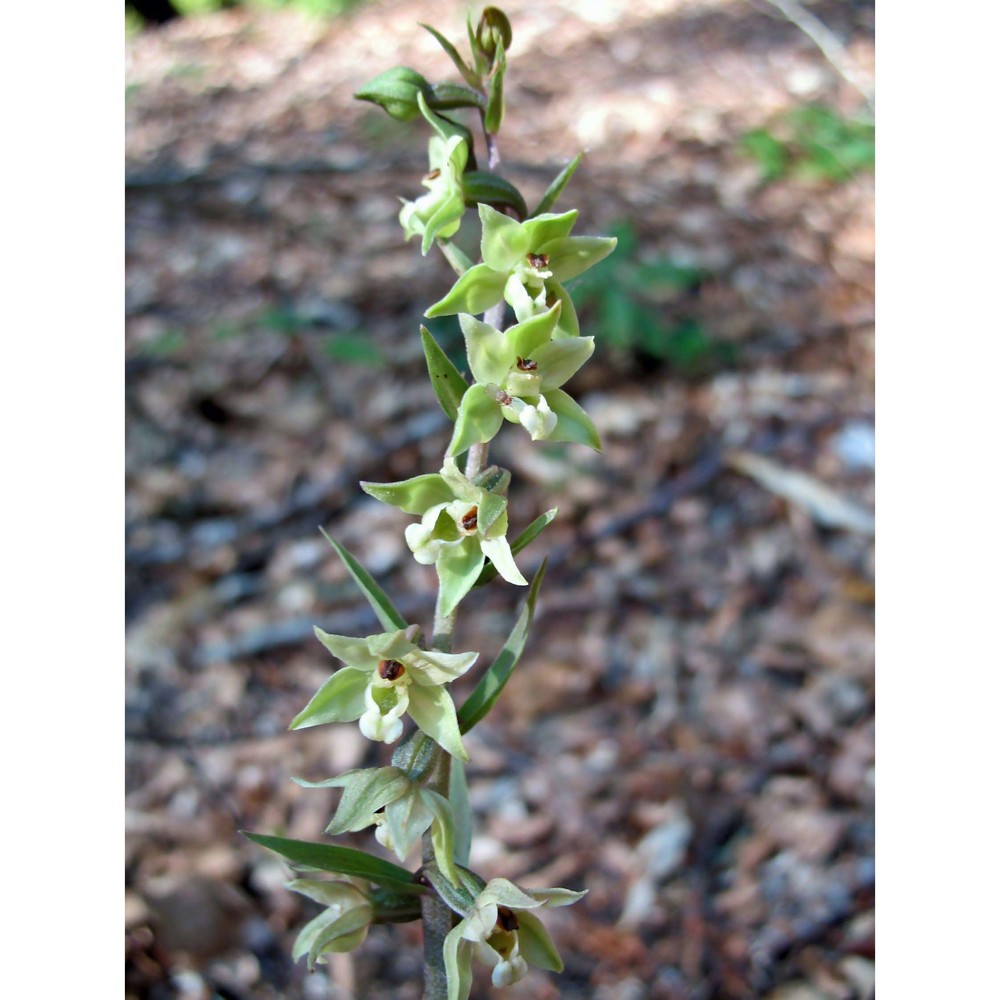 epipactis purpurata sm.