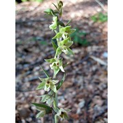 epipactis purpurata sm.