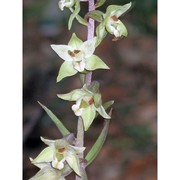 epipactis purpurata sm.