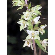 epipactis purpurata sm.