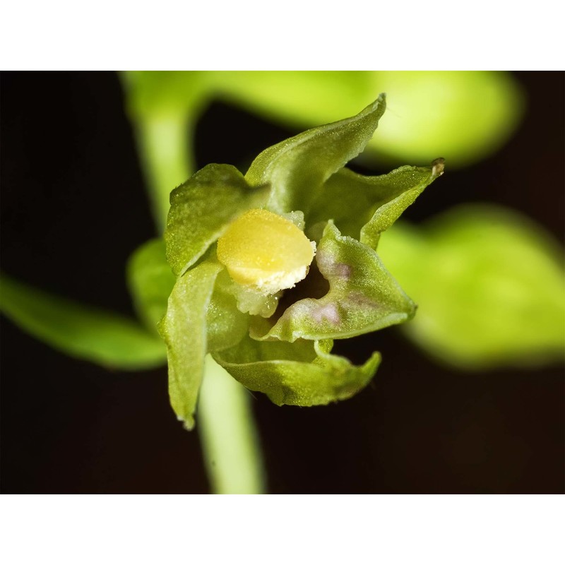 epipactis savelliana bongiorni, de vivo et fori