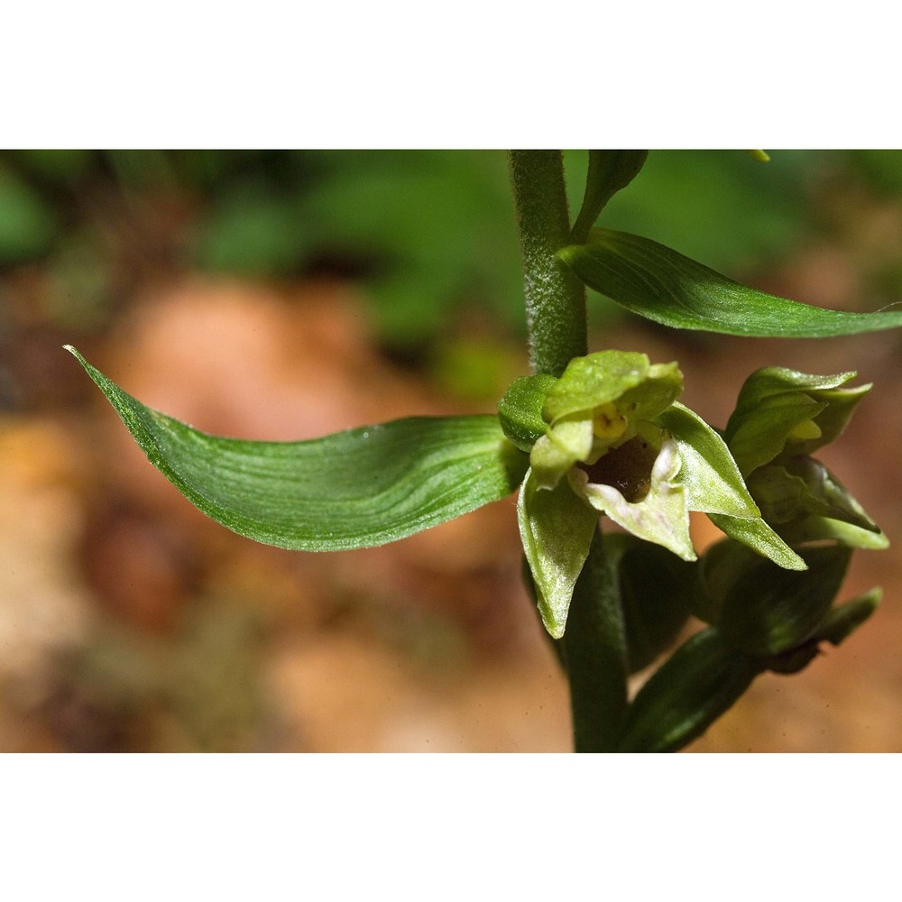 epipactis savelliana bongiorni, de vivo et fori