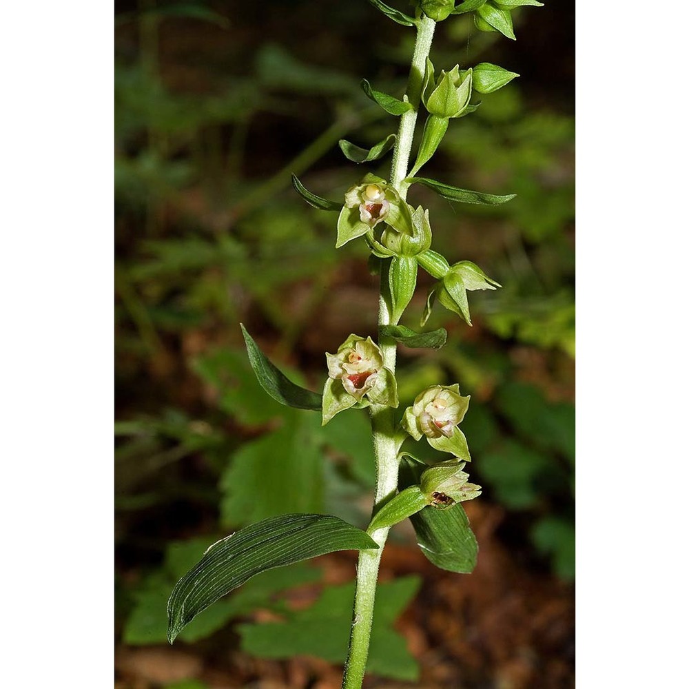 epipactis savelliana bongiorni, de vivo et fori