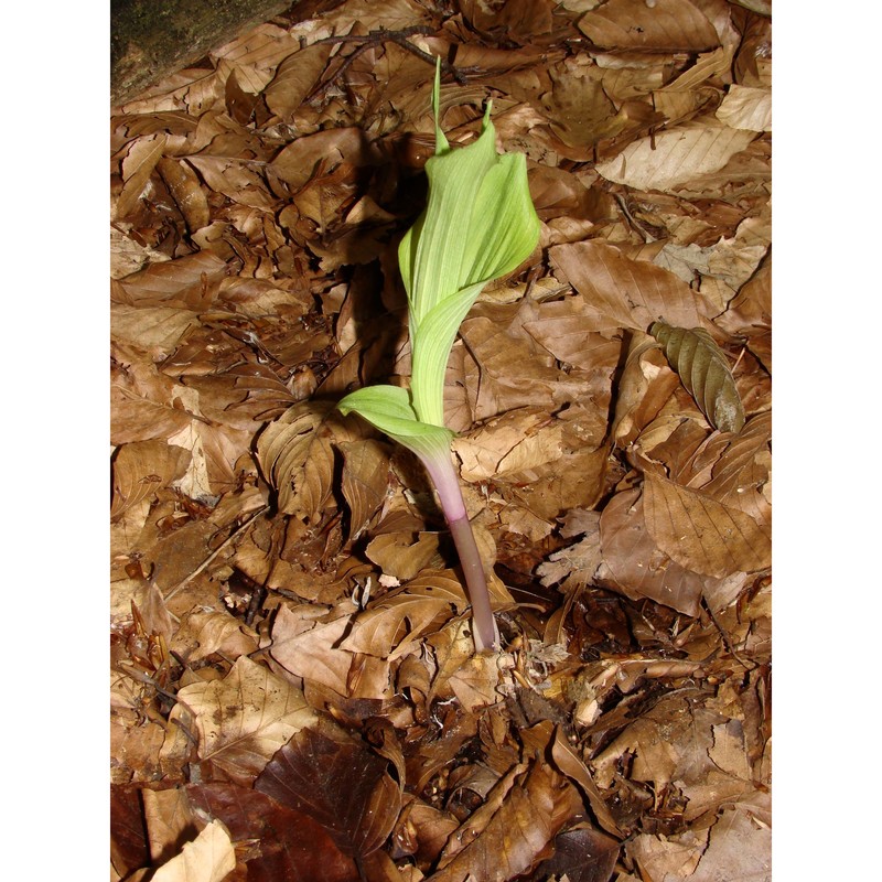 epipactis thesaurensis agrezzi, ovatoli et bongiorni