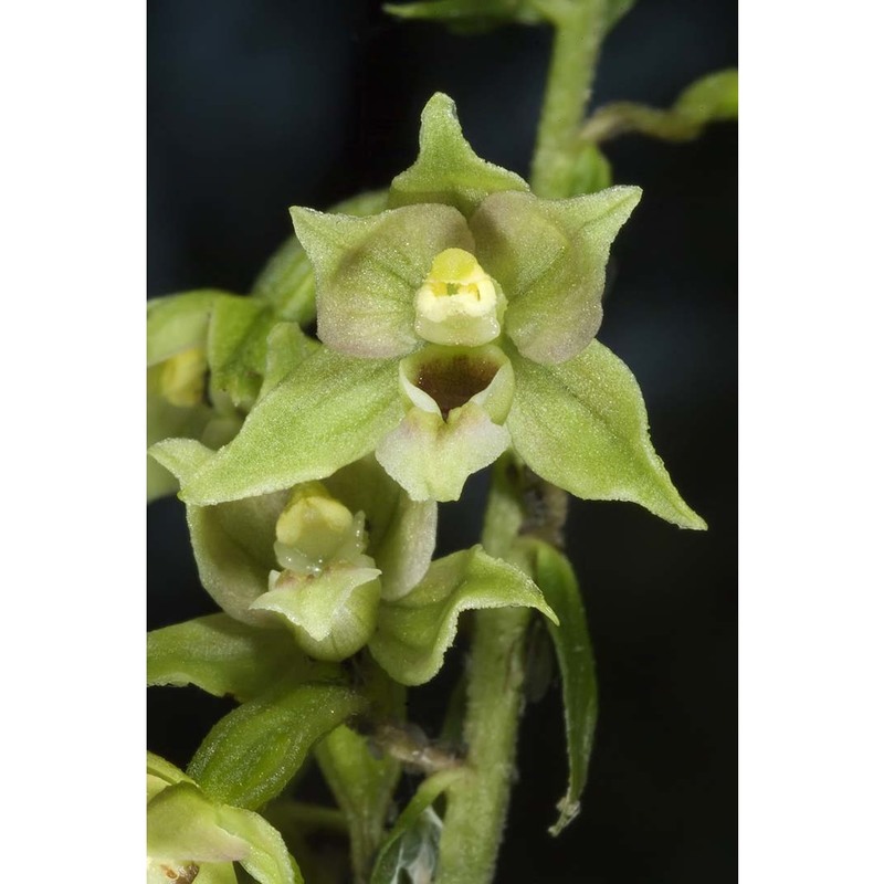 epipactis zaupolensis (barbaro et kreutz) bongiorni, de vivo et fori