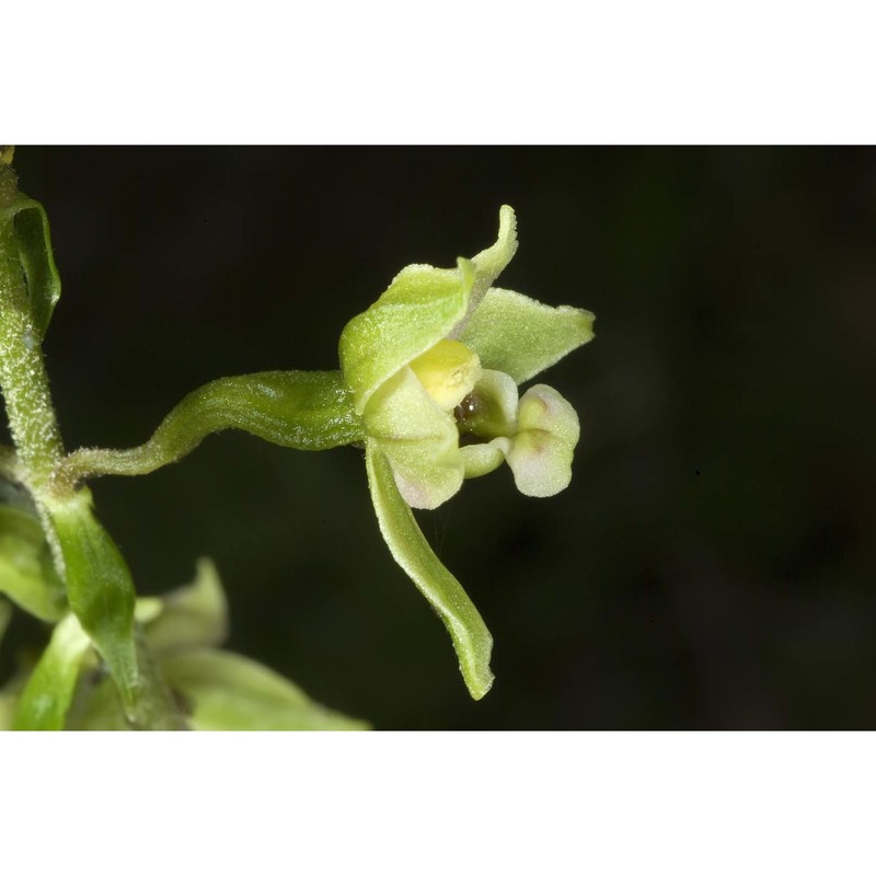 epipactis zaupolensis (barbaro et kreutz) bongiorni, de vivo et fori