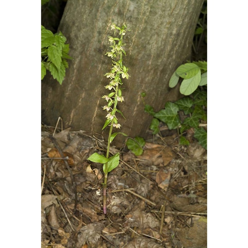 epipactis zaupolensis (barbaro et kreutz) bongiorni, de vivo et fori