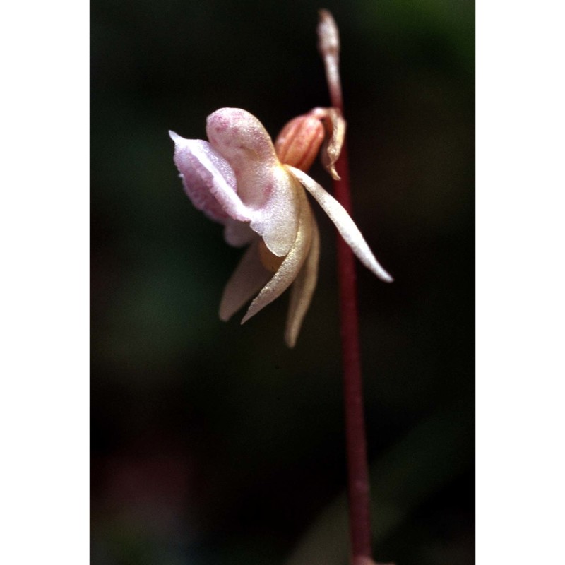 epipogium aphyllum sw.