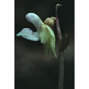epipogium aphyllum sw.