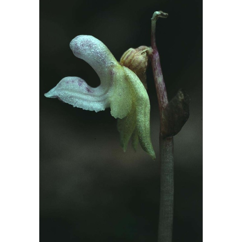 epipogium aphyllum sw.