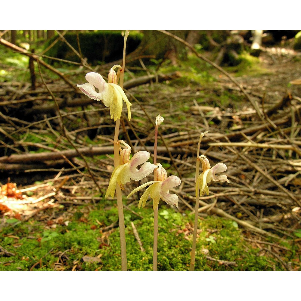 epipogium aphyllum sw.